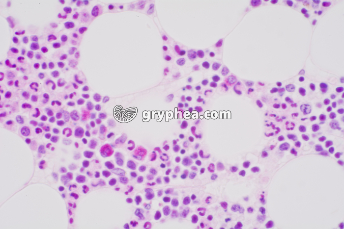 Moelle osseuse en coupe x200 - gryphea.com